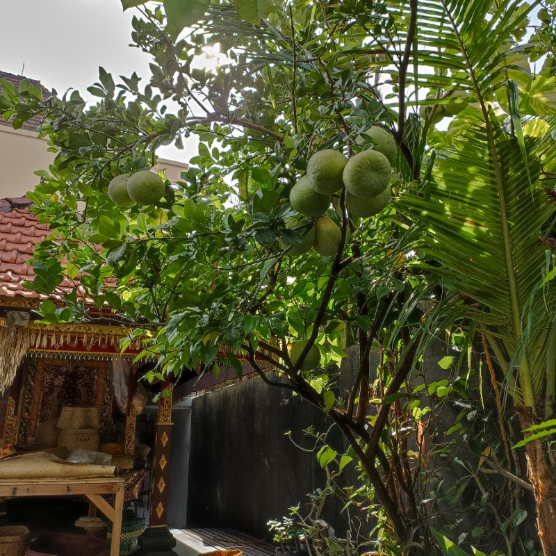 

Jeruk Bali Pamelo Manis Buah Segar
