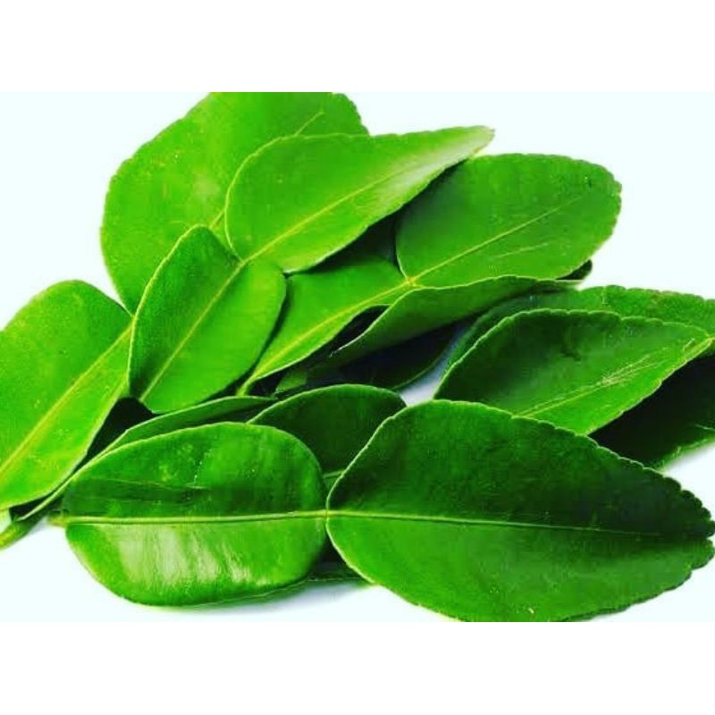 

DAUN JERUK FRESH UKURAN 1 KG