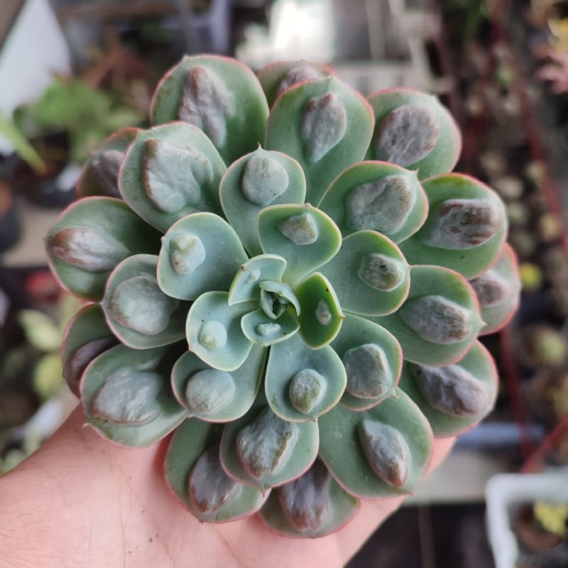 Sukulen Echeveria import raindrop