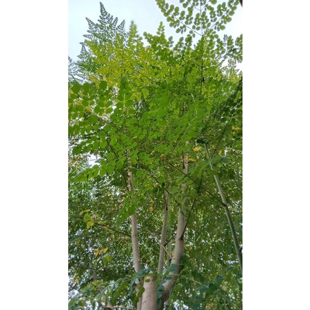 

DAUN KELOR SEGAR & DAUN PEPAYA JEPANG LANGSUNG DIPETIK,KEMAS,KIRIM(100gr)