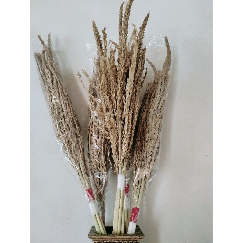 dried flowers jagung | bunga jagung kering natural | daun kering