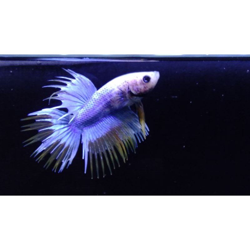 ikan cupang hias crowntail serit #CT13