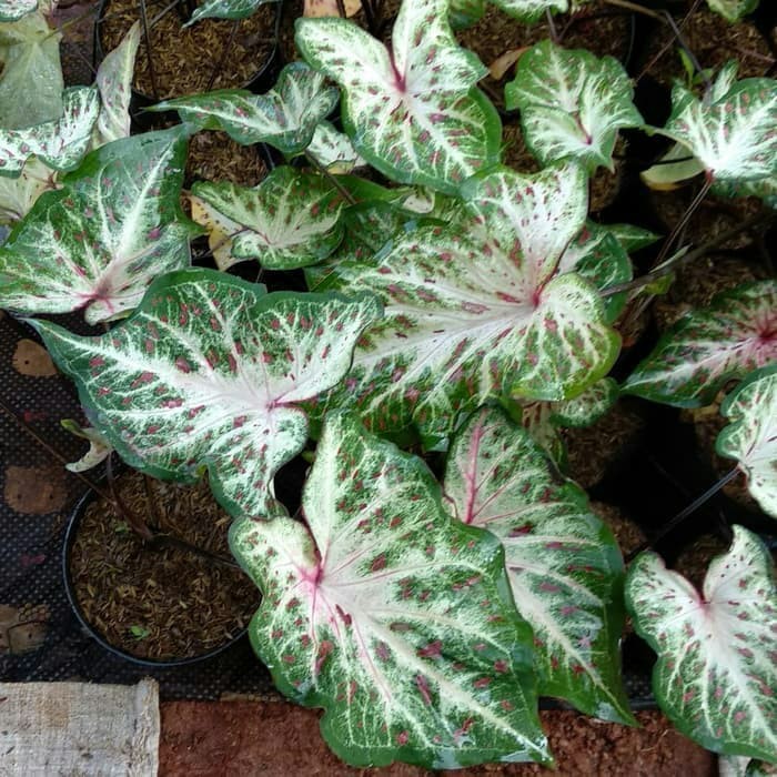 Jual Tanaman Hias Keladi Wayang Caladium Batik Shopee Indonesia