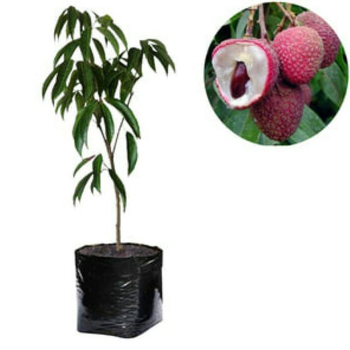 Bibit Buah Leci Merah Unggulan