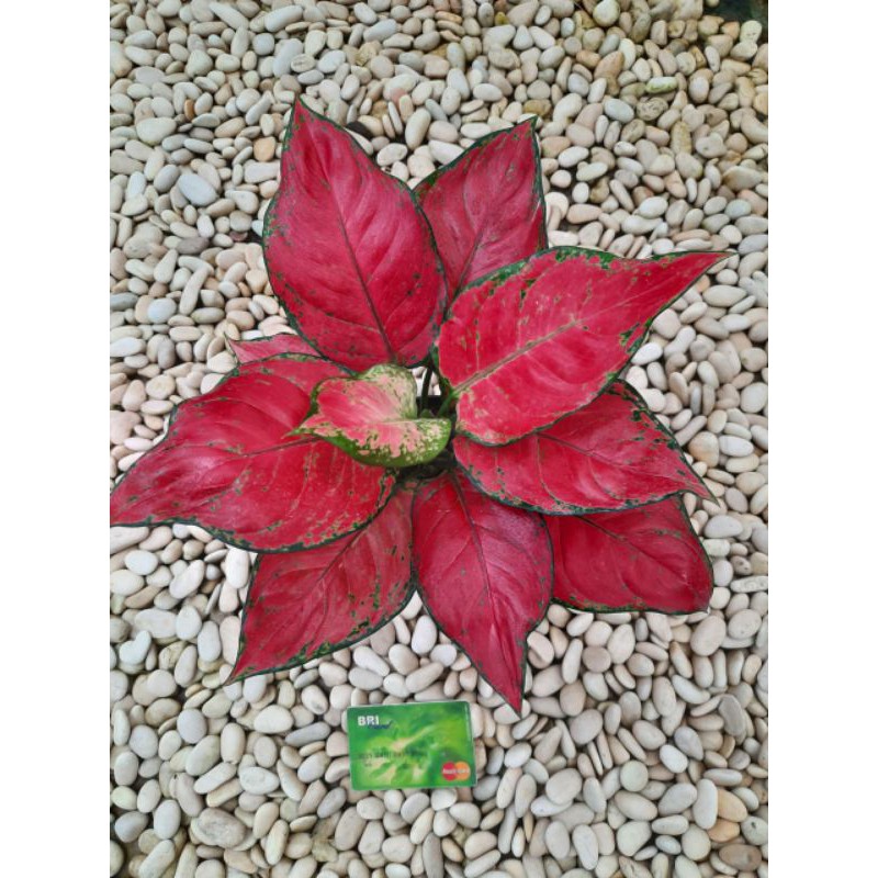 Aglo/aglonema/tanaman/tanaman hias/bunga/Aglaonema Red anjamani/Red anja (kecil 2-3 daun sedang)