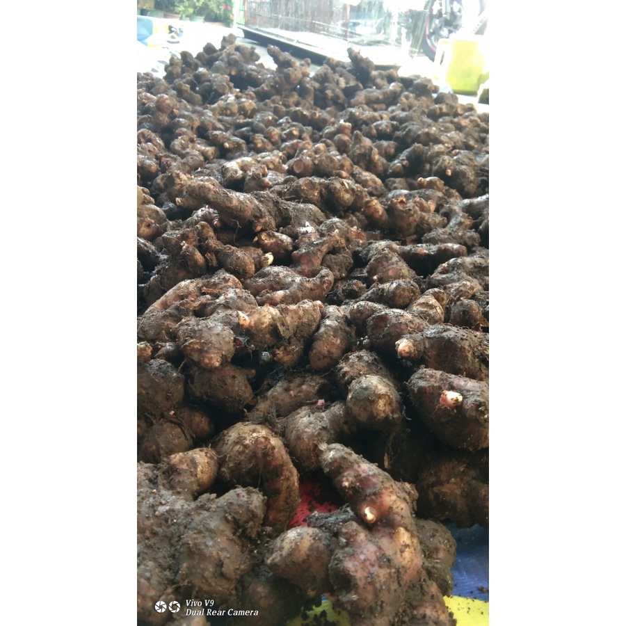 

Jahe Merah Medan 500 gram | Jahe Merah Segar 500 gram | Jahe Merah 500 gram