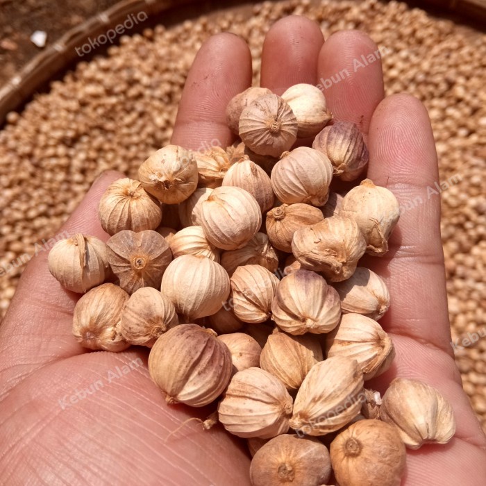 

[New] kapulaga kering 500gr
