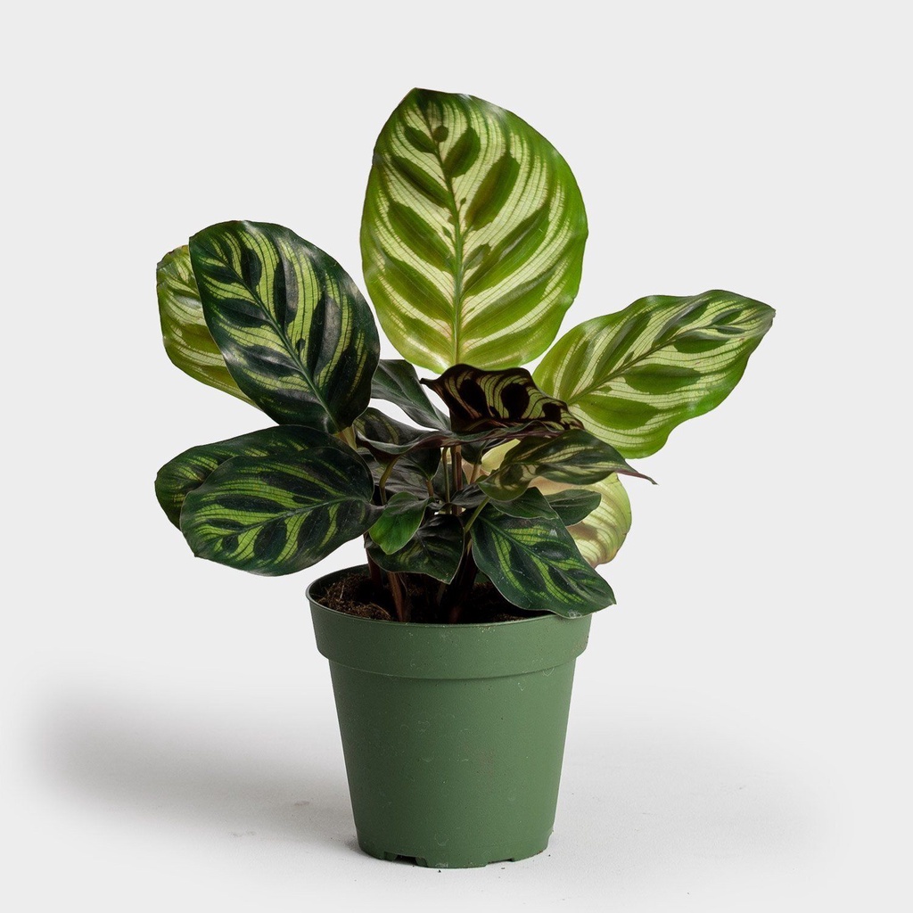 Calathea Makoyana, (Peacock), - Tanaman Hias Bunga Kalatea Daun Gendut Tahan Lama Bunga “Hidup”