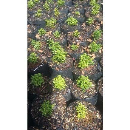 Kemuning Super Mikro Kecil