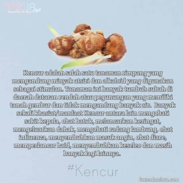 

Kencur obat radang lambung