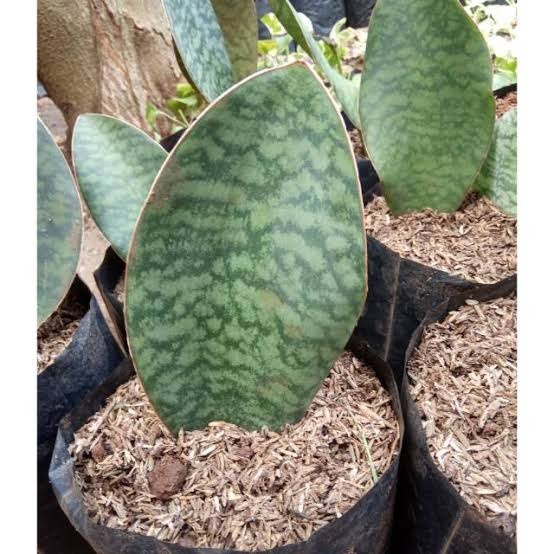 TANAMAN SENSIVERA/LIDAH MERTUA CENTONG MURAH