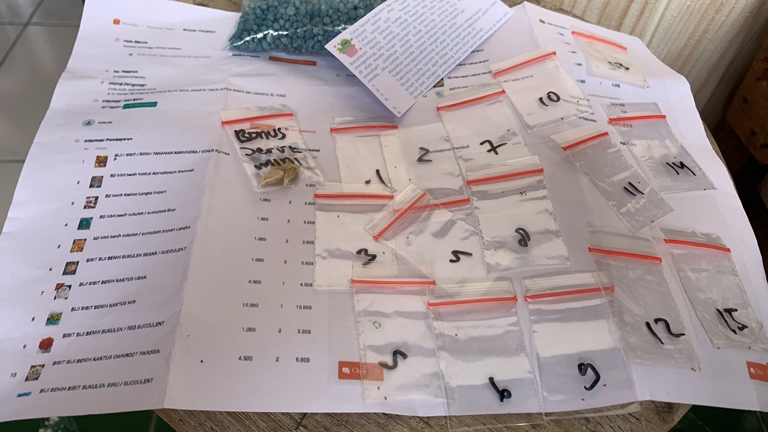 Biji Benih Bibit Kaktus Besar