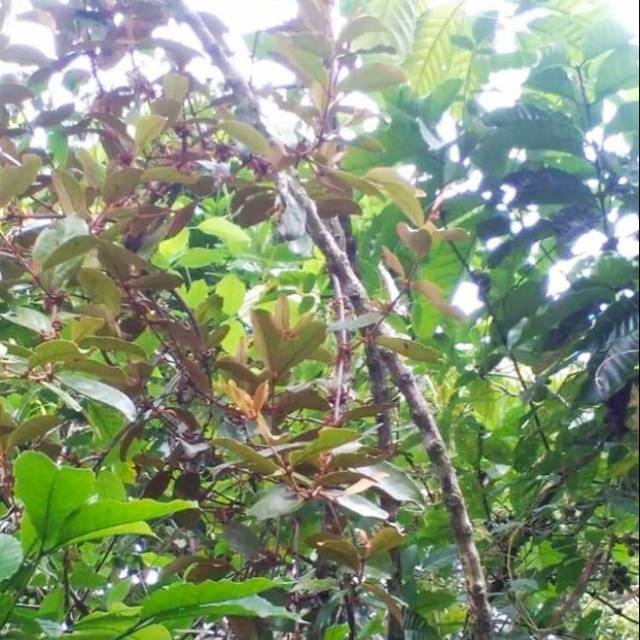 

Benalu kopi asli fresh 500gr