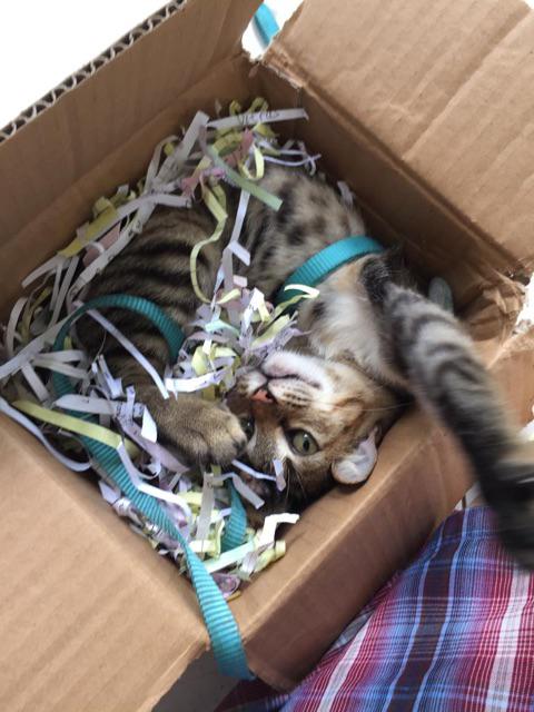 (disney)mickey Mouse Ceramic Soap Dispenser/dispenser Sabun/pump Dispenser