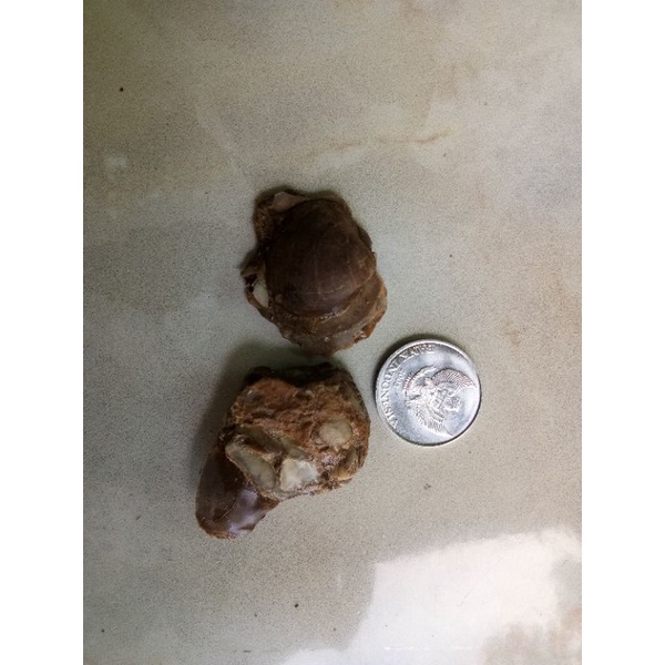 FOSIL KIJING/KIJING BUNTET NEMPEL DIBATU