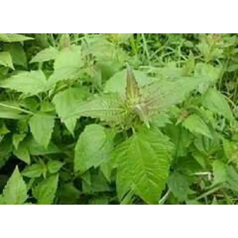 

350g balakacida jamu