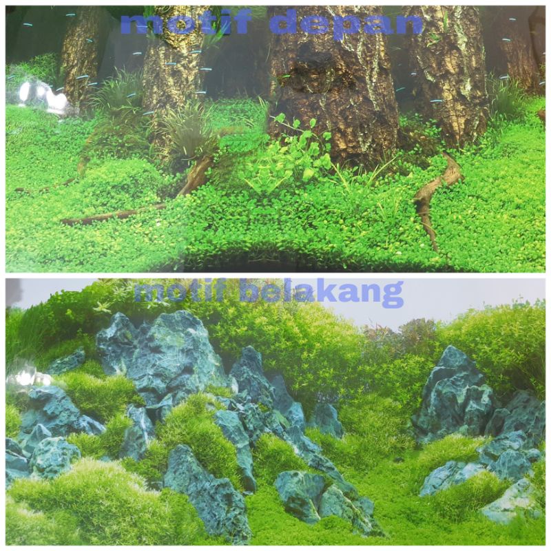 Wallpaper background begron gambar aquarium Tinggi 50cm panjang 1 meter