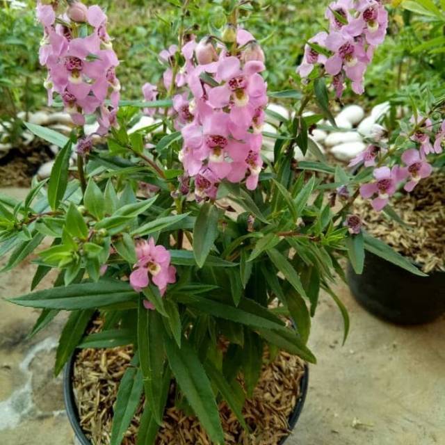 Tanaman hias Angelina l Lavender bunga pink l Tanaman lavender