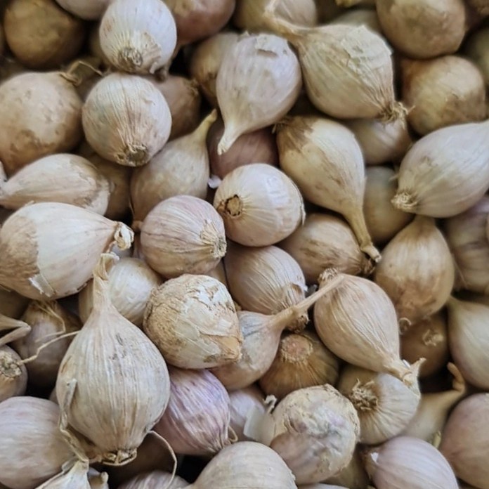 

Bawang Putih Tunggal Lanang Lokal