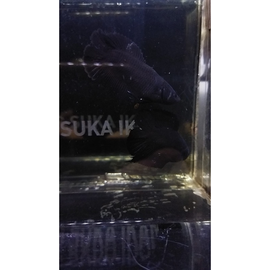 SEPASANG CUPANG PLAKAT DOUBLE TAIL/DTPK/PKDT BLACK SIAP BREED 100% REALPICT (88DTBL1)