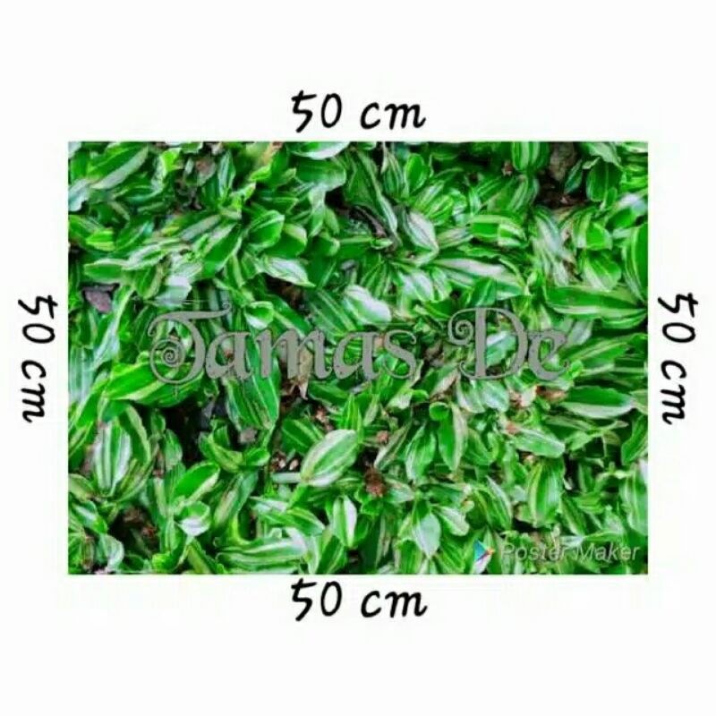 Rumput Gajah Mini Varigata