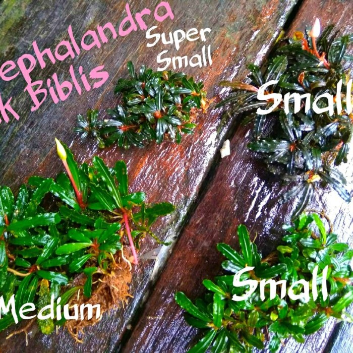 Bucephalandra Medium Clump dan Batangan - Tanaman Aquascape Tanpa co2