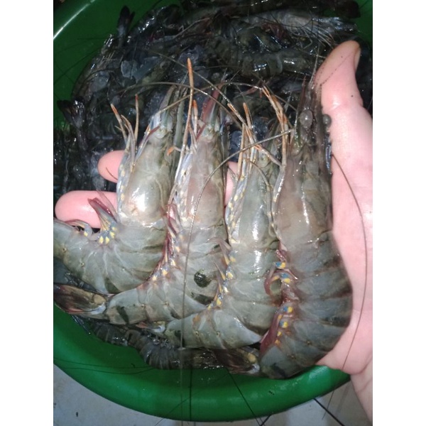 

udang tiger