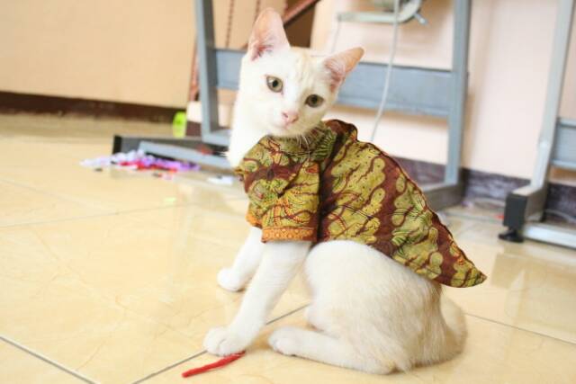 Kemeja batik kondangan untuk kucing / baju kucing murah meriah size S M L XL