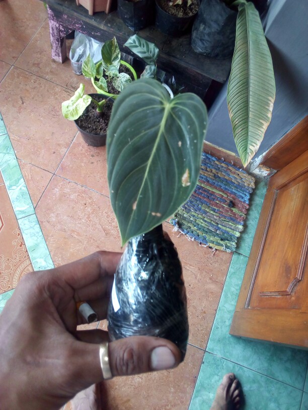 Tanaman Philodendron Melano