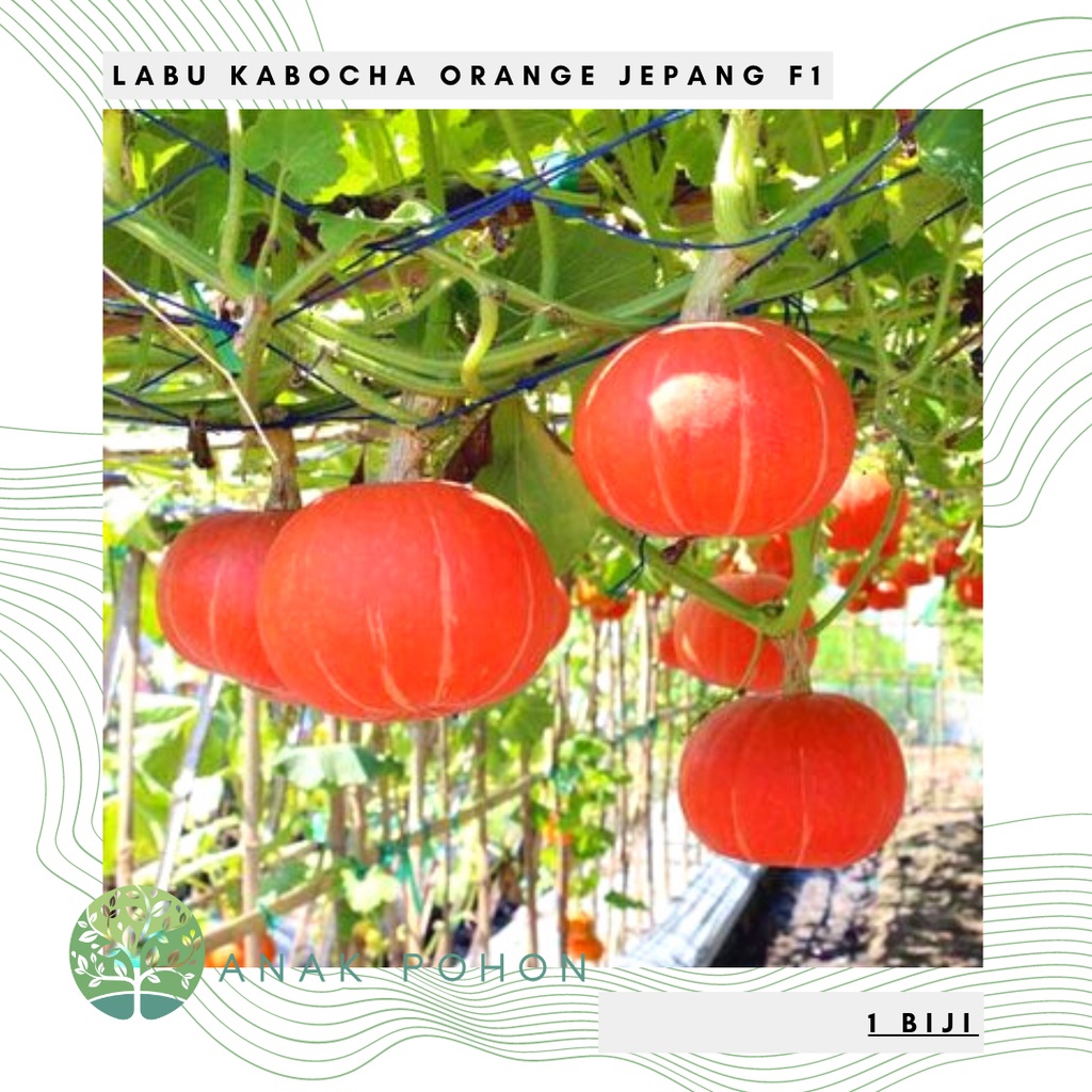 Benih Bibit Biji - Labu Kabocha Orange Manis Jepang Squash F1 Hibrida Waluh Seeds - Panen Dalam 80 HST