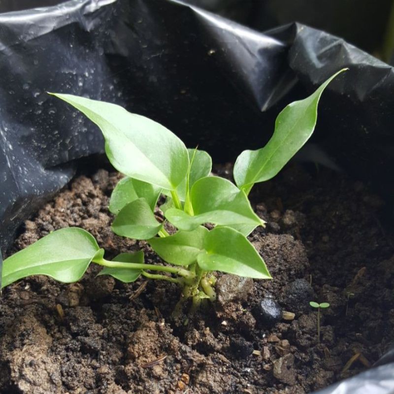 Gelombang Cinta Anthurium [Bibit]