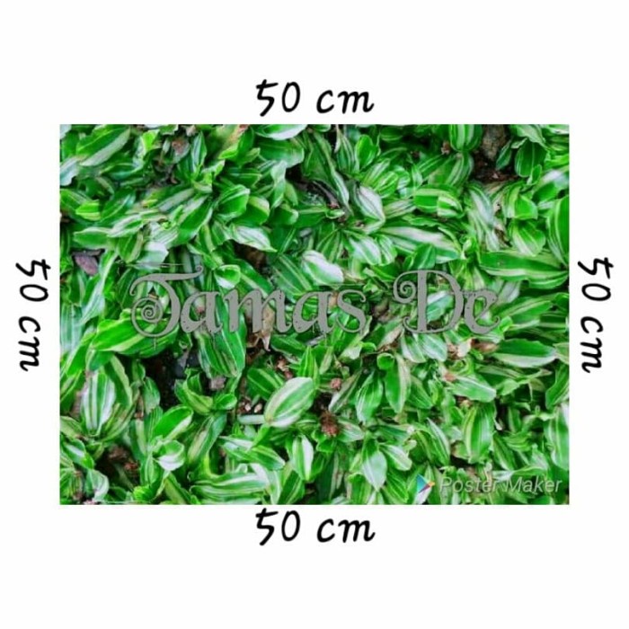 Rumput Gajah Mini Varigata