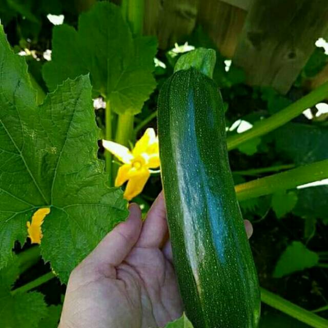 2 Biji - Benih Zucchini Hijau BLACK BEAUTY Tahan Panas