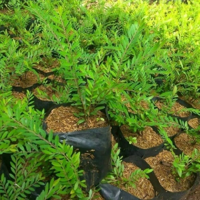 Pohon Cendrawasih - Tanaman Hias pohon Cendrawasih