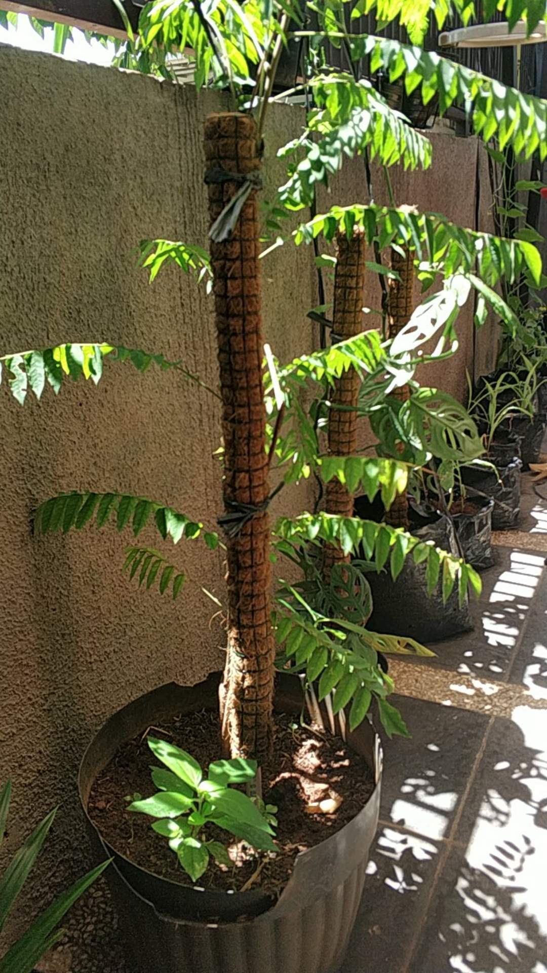 Paket Hemat 10 Turus 60 Cm