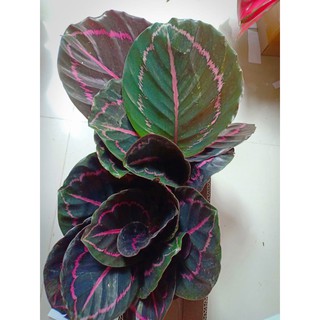  CALATHEA  BLACK  LIPSTIK Tanaman Hias Calathea  Shopee 