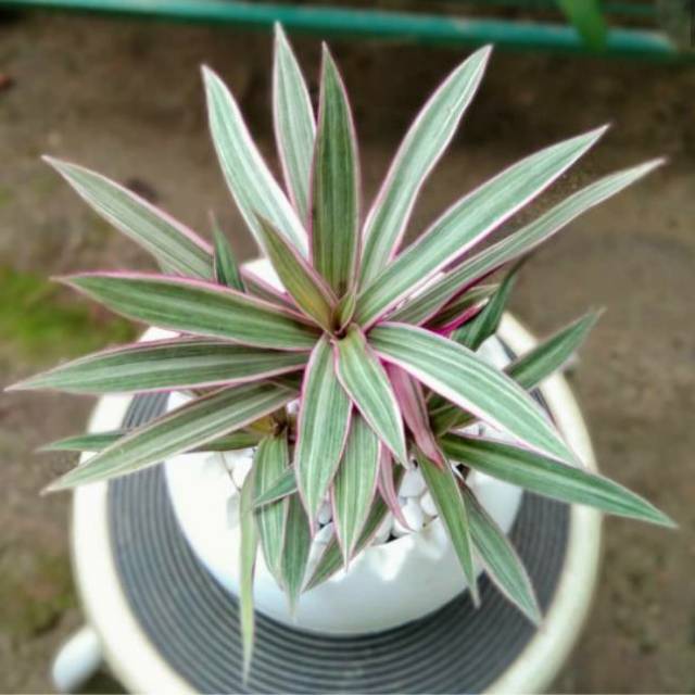 tanaman hias adam hawa varigata-adam hawa varigata