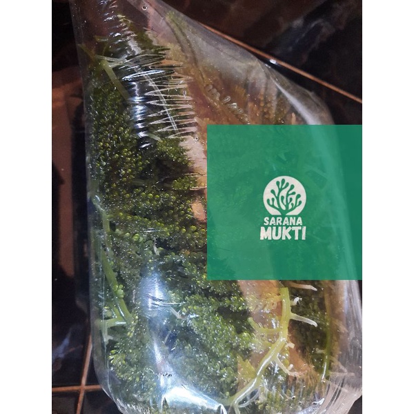 

Sea Grapes/Anggur laut/ Green Caviar/ Latoh/ Lawi lawi/ Sea Grapes / Anggur laut/ Green Caviar/ Latoh