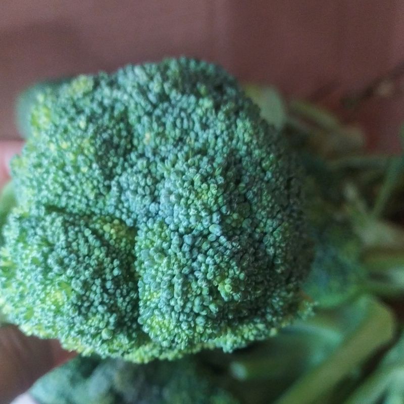 

Brokoli Segar per 250 gr ukuran sedang Sayur Segar Cikarang
