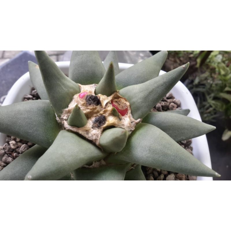 BIJI KAKTUS ARIOCARPUS RETUSUS 1POD