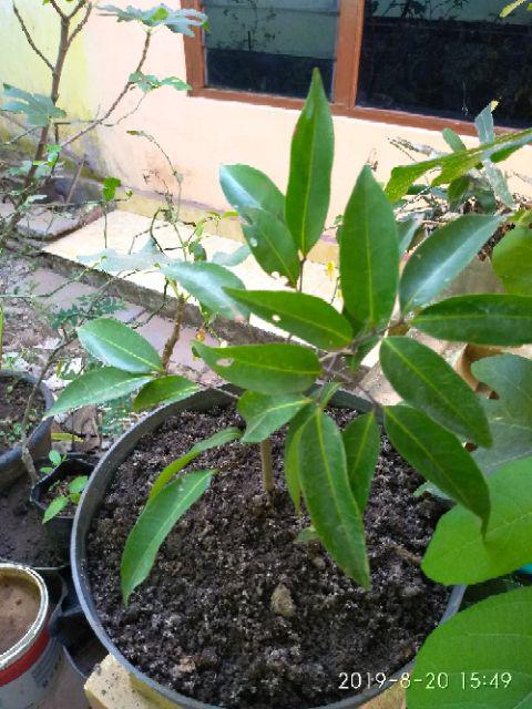 Tanaman Leci Kom / Leci Merah (tinggi 30-50 Cm)