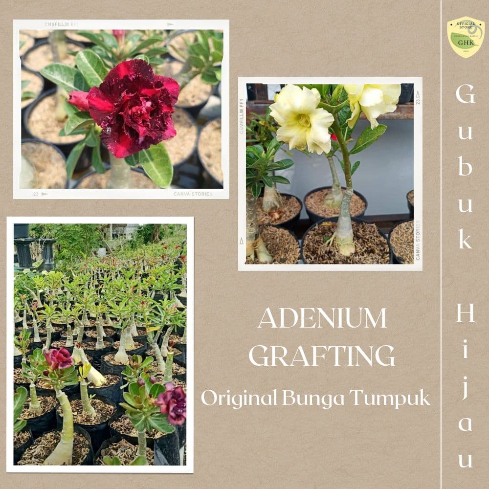 Bunga Adenium Jepang Tumpuk Size A Grafting Okulasi Warna Kuning
