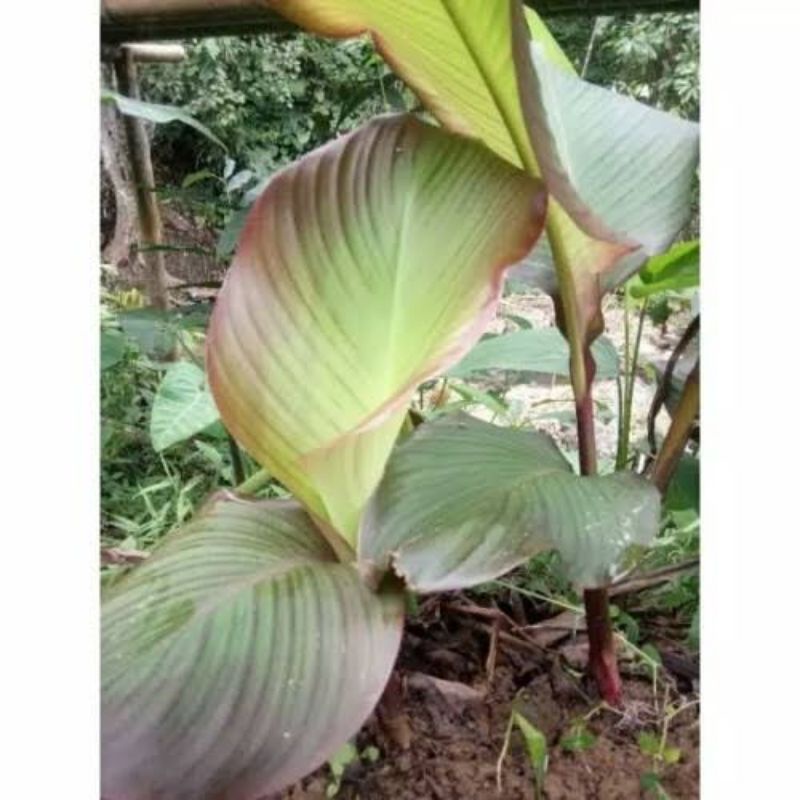 Bibit Ganyong Bibit Umbi Ganyong Benih Umbi Ganyong