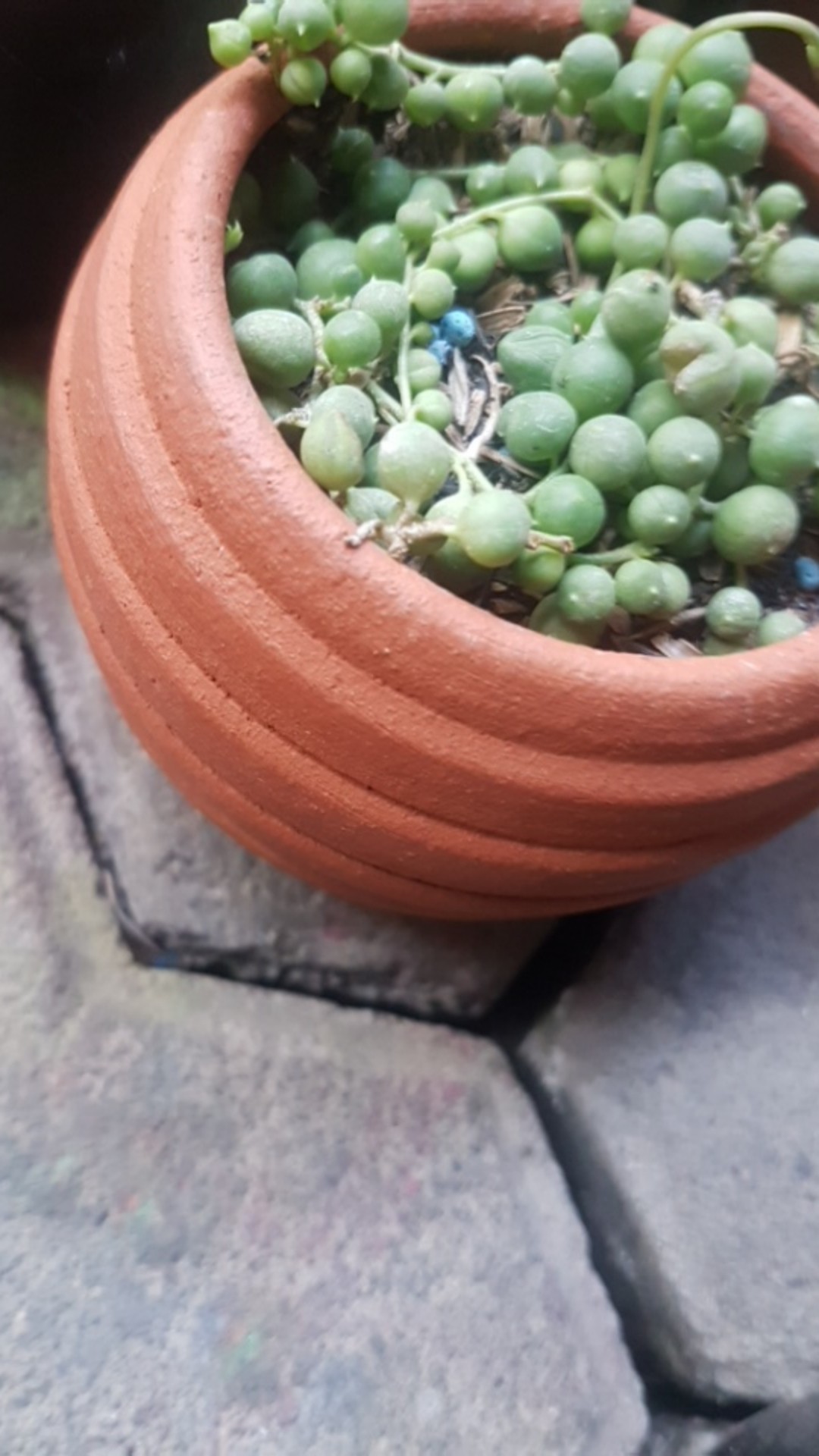  GROSIR  POT  GERABAH POLOS 8CM Shopee Indonesia