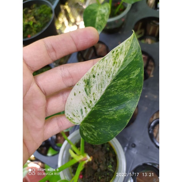 philodendron giganteum marble varigata