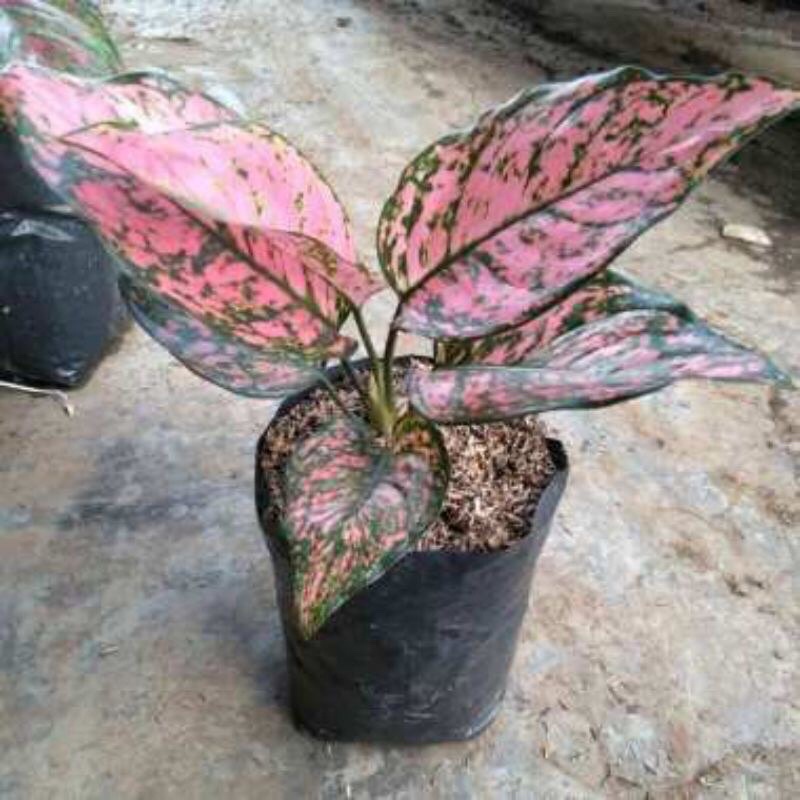 Bibit AnakanAglonema Lady Valentine Valentine