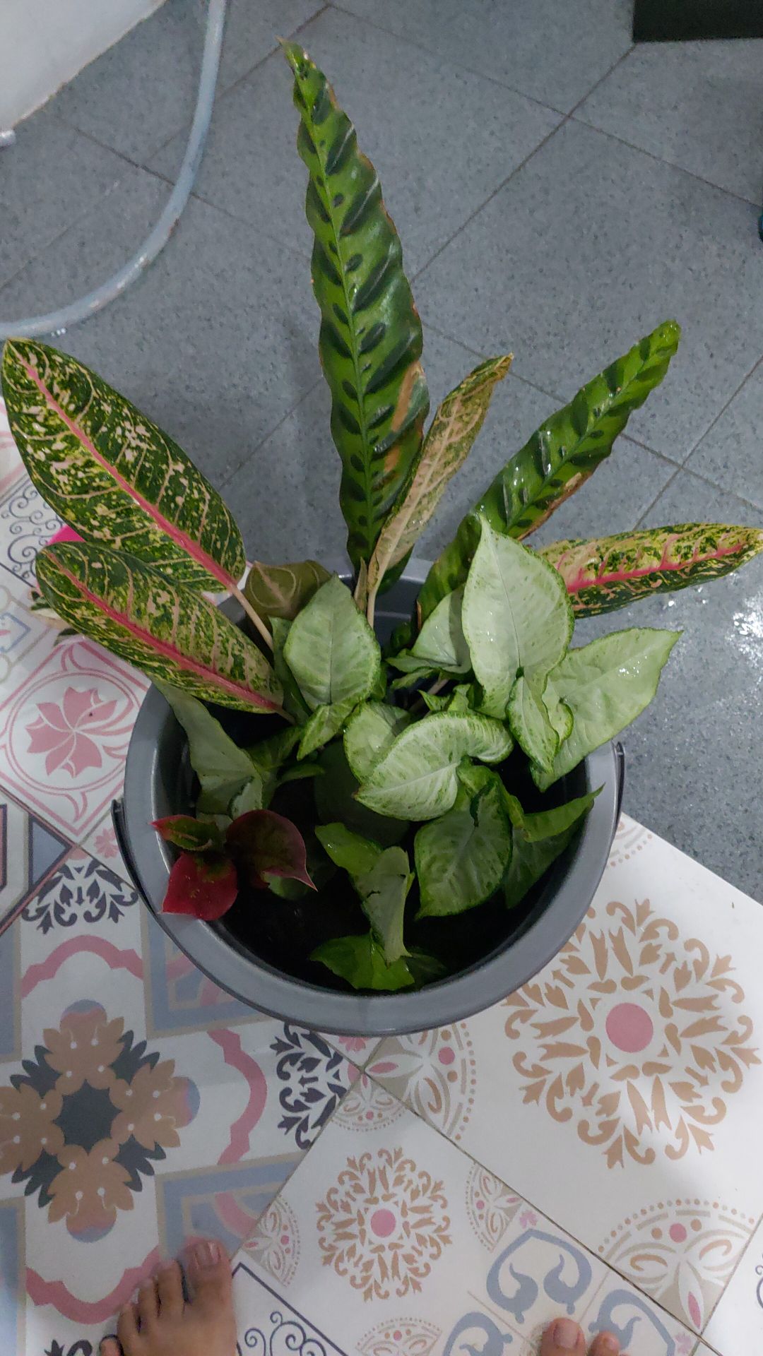 Tanaman Hias Aglonema Donacarmen