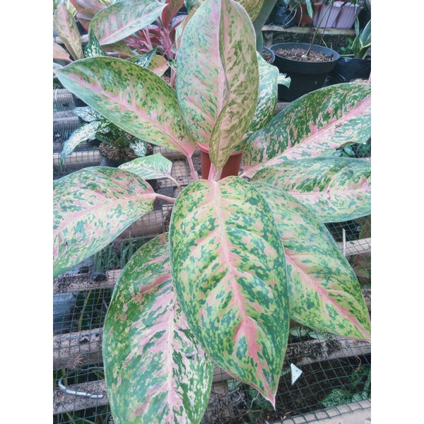 aglonema bigroy murah,aglo murah,bigroy indukan murah