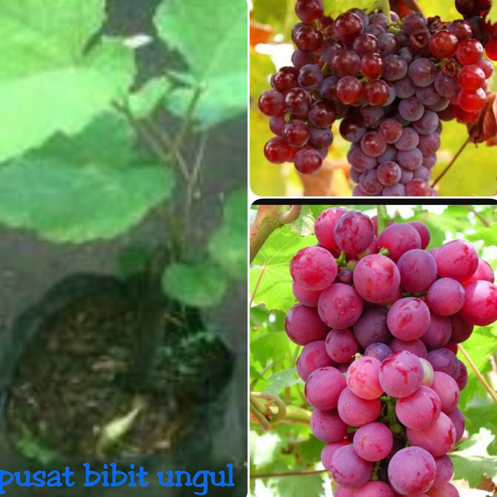 Terbaik Bibit Buah Anggur Merah *_*