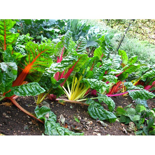 Benih-Bibit Swiss Chard Rainbow Mix (Haira Seed)